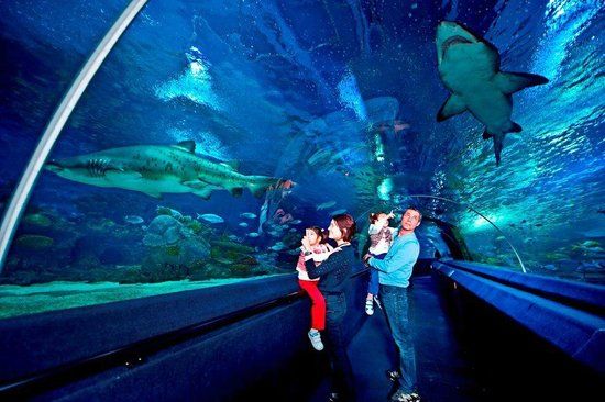 İstanbul Sea Life Akvaryum